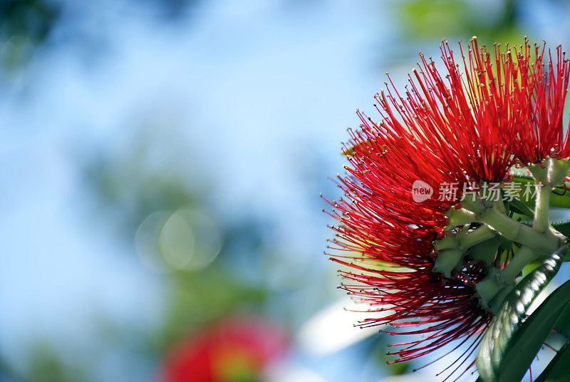 Pohutukawa (Metrosideros excelsa)